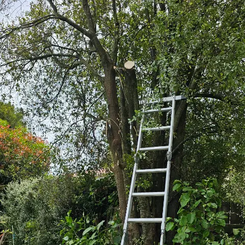 Tree pruning ladder setup