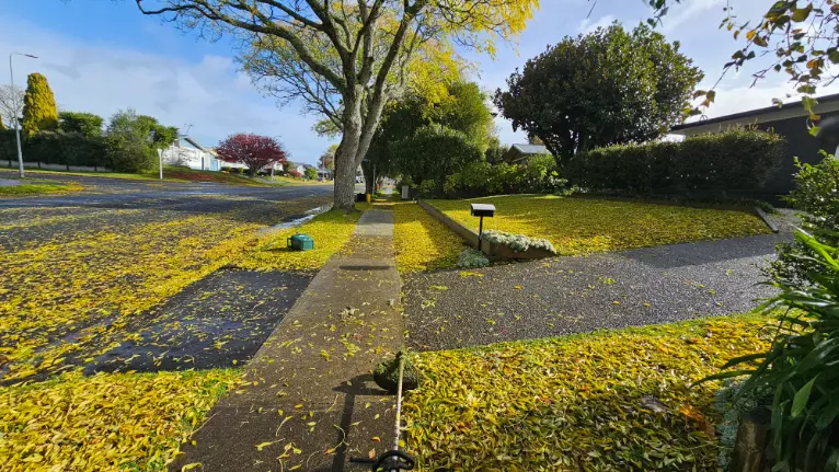 Trimming grass covered with fall leaves